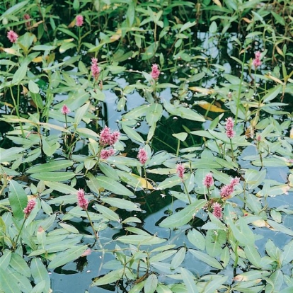 Persicaria amphibia