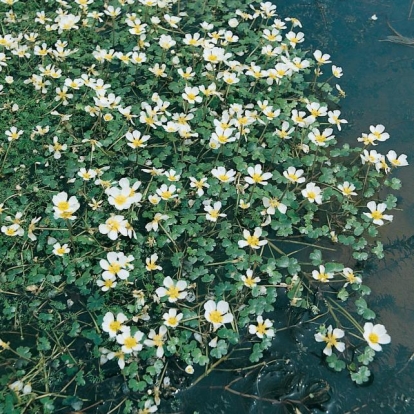 Ranunculus aquatilis