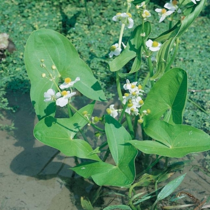 Sagittaria latifolia