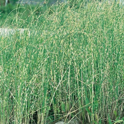 Scirpus lacustris ssp. tabernaemontanii 'Zebrinus'