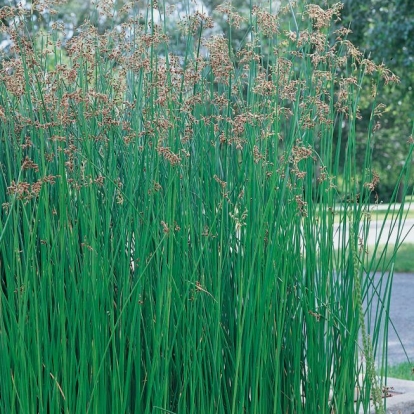 Scirpus lacustris