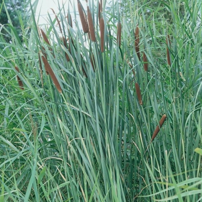 Typha angustifolia