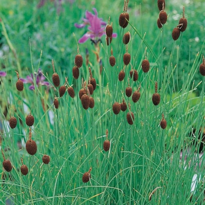 Typha minima