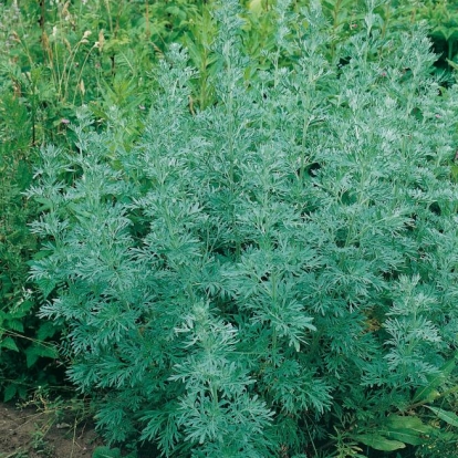 Artemisia absinthium