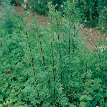 Artemisia vulgaris