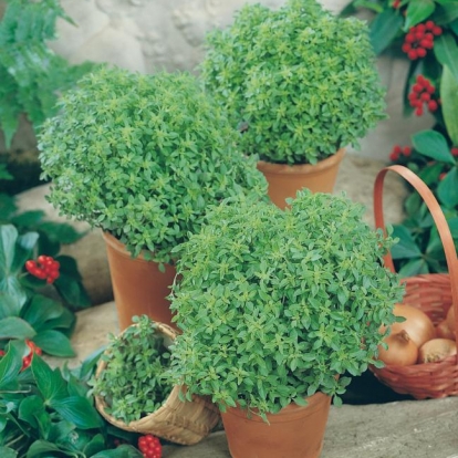 Occimum basilicum 'Fin Vert'