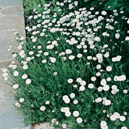 Chamaemelum nobile (Anthemis nobilis)