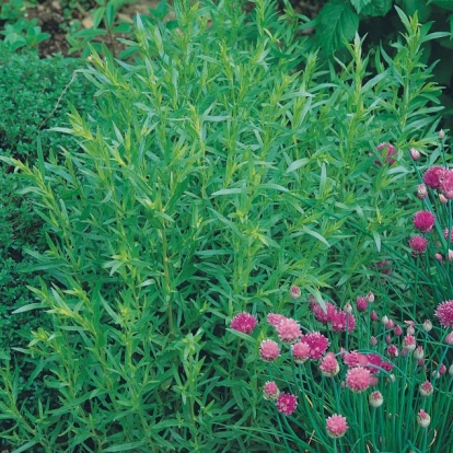 Artemisia dracunculus