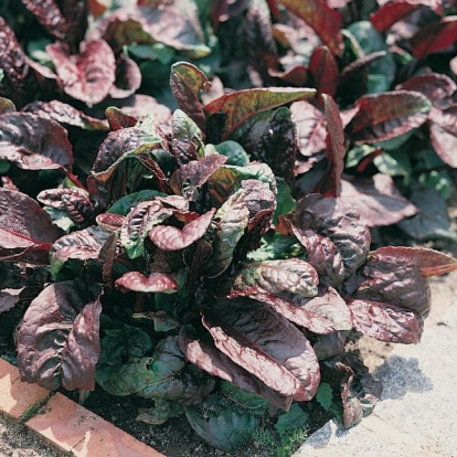 Rumex arifolius 'Ruber'