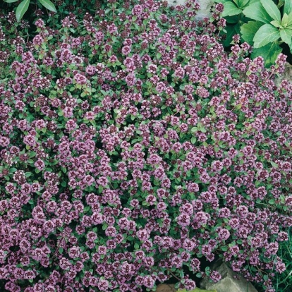 Thymus serpyllum