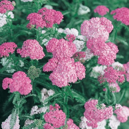 Achillea millefolium 'Apfelblüte'