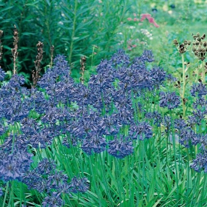 Agapanthus 'Bressingham Blue'