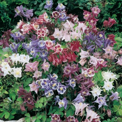 Aquilegia 'Biedermeier'