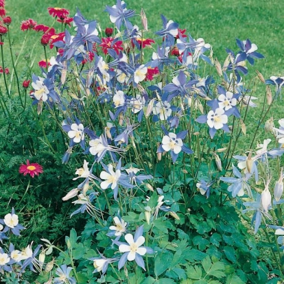 Aquilegia 'Blue Star'