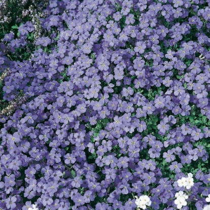 Aubrieta 'Blue King'