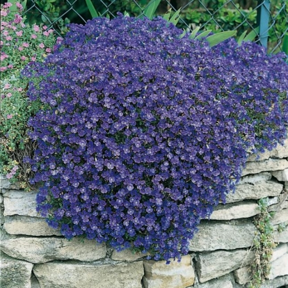 Aubrieta 'Dr Mules'