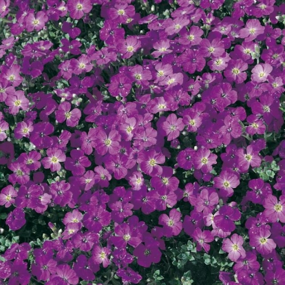 Aubrieta 'Jeanne Cayeux'