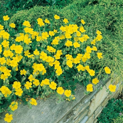 Helianthemum 'Amy Baring'