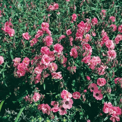 Helianthemum 'Annabel'