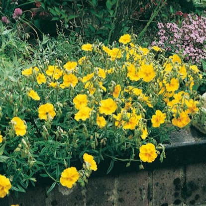 Helianthemum 'Ben Fhada'