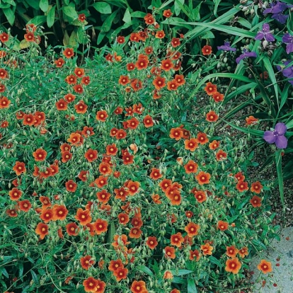 Helianthemum 'Ben Heckla'