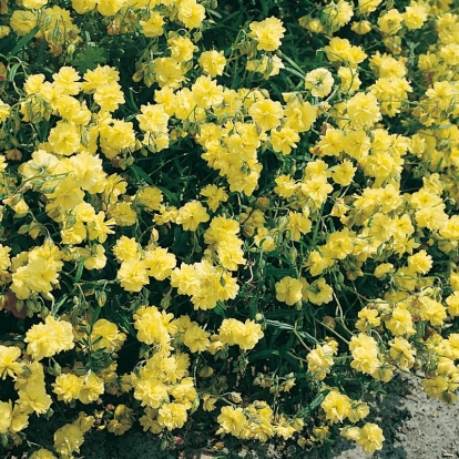 Helianthemum 'Golden Ball'