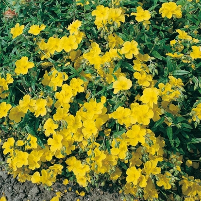 Helianthemum 'Golden Queen'