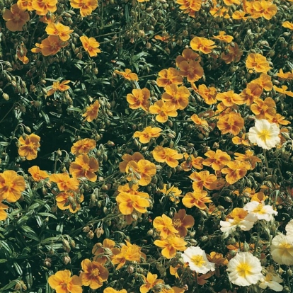 Helianthemum 'Old Gold'