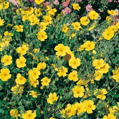 Helianthemum 'Sterntaler'