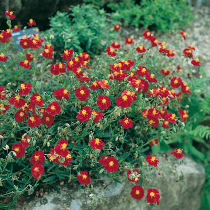 Helianthemum 'Supreme'