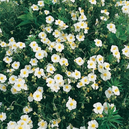 Helianthemum 'The Bride' ('La Fiancee')