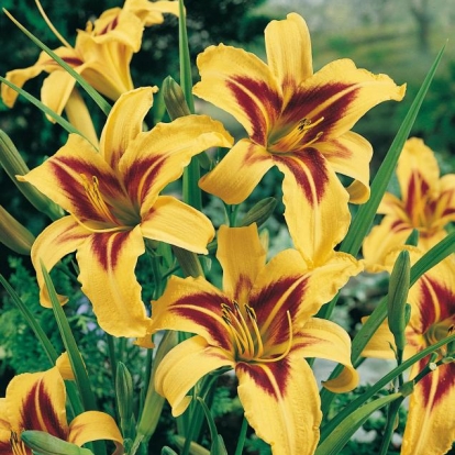 Hemerocallis 'Bonanza'