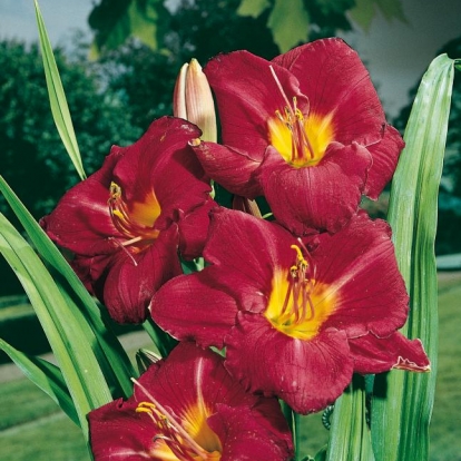 Hemerocallis 'Charles Johnston'