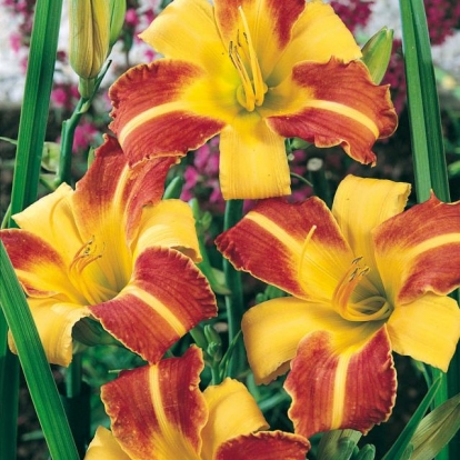 Hemerocallis 'Frans Hals'