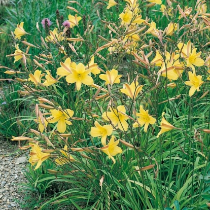 Hemerocallis 'Corky'