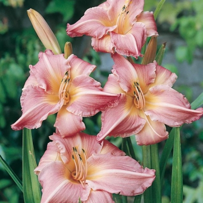 Hemerocallis 'Front Runner'