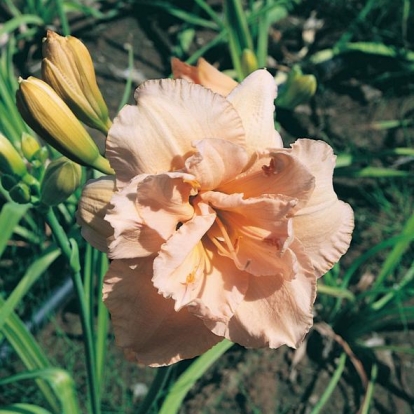 Hemerocallis 'Land of Cotton'