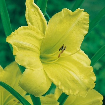 Hemerocallis 'Green Goddess'