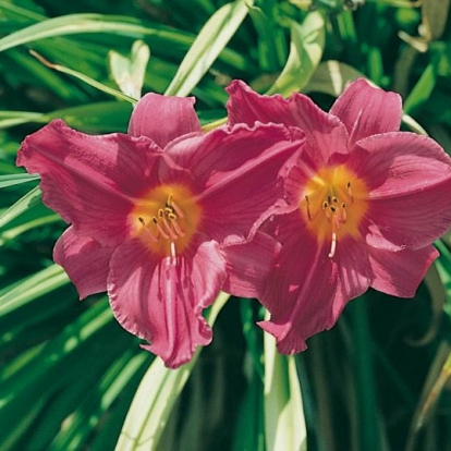 Hemerocallis 'Summer Wine'