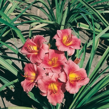 Hemerocallis 'Bangkok Belle'