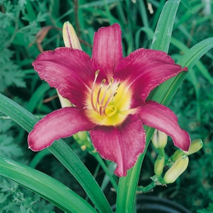 Hemerocallis 'Rasperry Pixie'