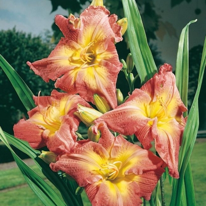 Hemerocallis 'Shibui Splendor'