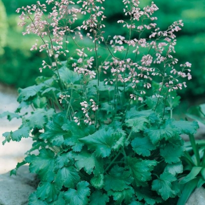 Heuchera 'Strawberry Swirl'