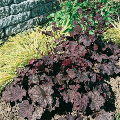 Heuchera 'Velvet Night'