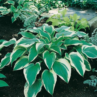 Hosta 'Francee'