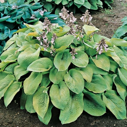 Hosta 'Golden Medallion'