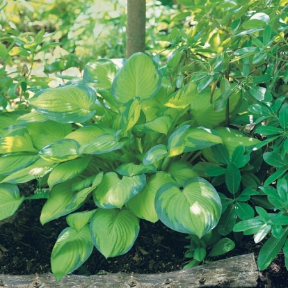 Hosta 'Gold Standard'