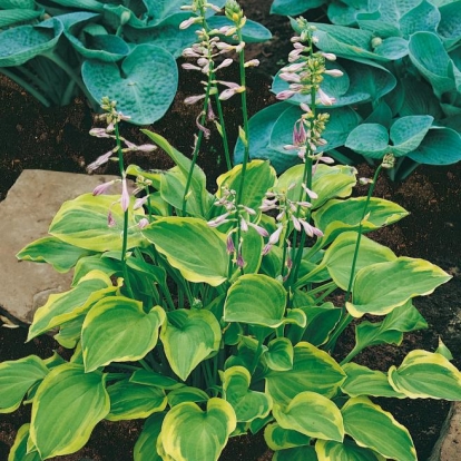 Hosta 'Golden Tiara'