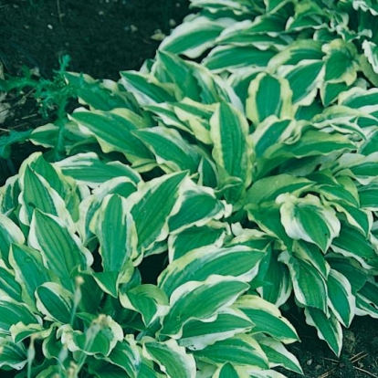 Hosta 'Ground Master'