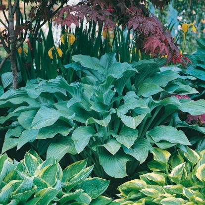 Hosta 'Krossa Regal'